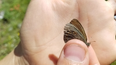 Coenonympha haydenii