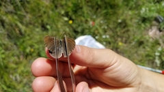 Coenonympha haydenii