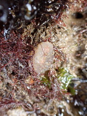 Ascidiella aspersa