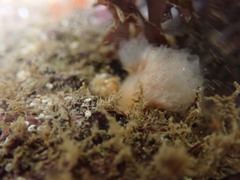 Morchellium argus