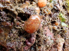 Morchellium argus