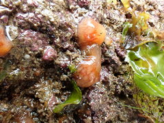 Morchellium argus