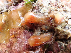 Morchellium argus