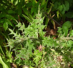 Capitophorus elaeagni