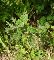 Capitophorus elaeagni