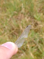 Gomphus vulgatissimus