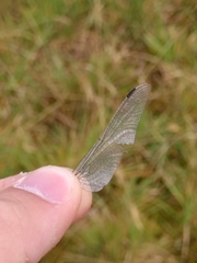 Gomphus vulgatissimus