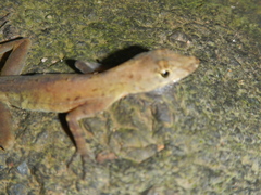 Anolis polylepis