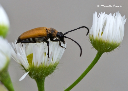 tawny longhorn beetle, photo 2 of 10