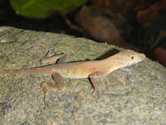 Anolis polylepis