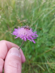 Nomada
