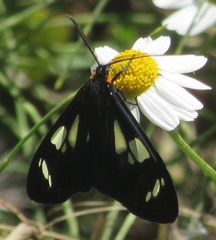 Gnophaela latipennis