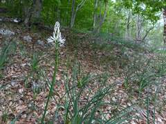 Asphodelus macrocarpus