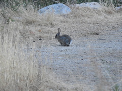 Oryctolagus cuniculus