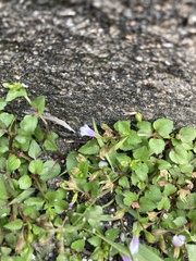Torenia crustacea