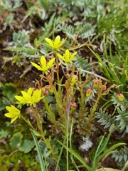 Saxifraga unguiculata