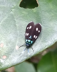 Chrysartona stipata