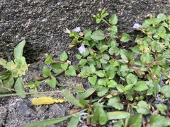 Torenia crustacea