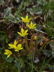 Saxifraga unguiculata