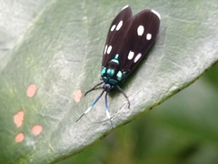 Chrysartona stipata