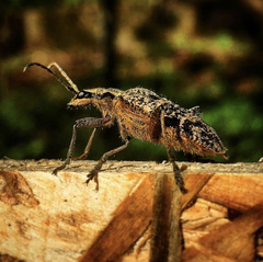 Rhagium inquisitor inquisitor