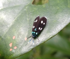 Chrysartona stipata