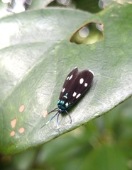 Chrysartona stipata