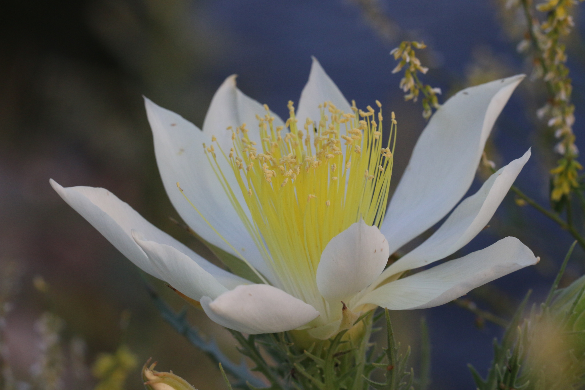 Mentzelia decapetala