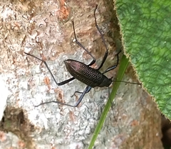Stenochiini
