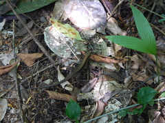 Holcosus leptophrys