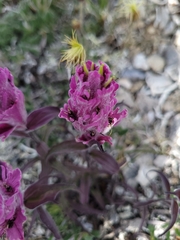 Castilleja elegans