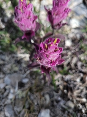 Castilleja elegans