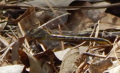 Phanogomphus oklahomensis