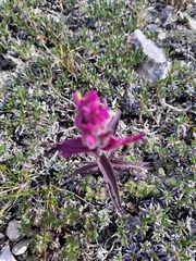 Castilleja elegans