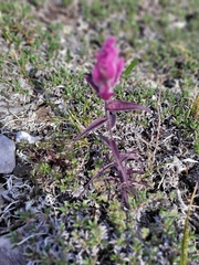 Castilleja elegans