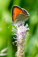 Lycaena candens