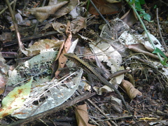 Holcosus leptophrys