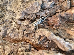 Xylotrechus albonotatus