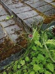 Papaver somniferum