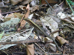 Holcosus leptophrys
