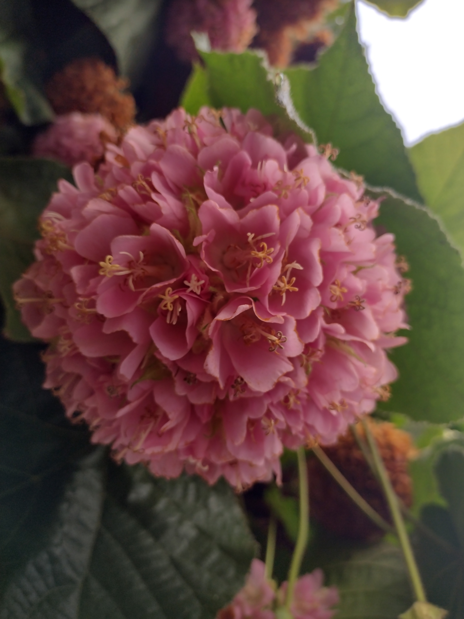 Dombeya wallichii