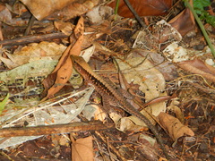 Holcosus leptophrys