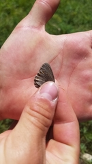 Coenonympha haydenii