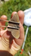 Coenonympha haydenii