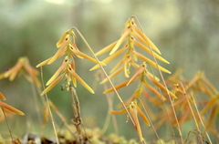 Bulbophyllum wallichii