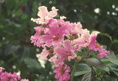 Lagerstroemia macrocarpa