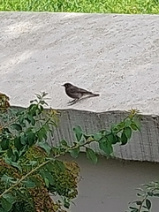 Phoenicurus ochruros