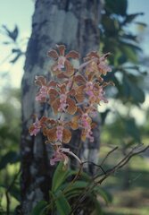 Vanda bensonii