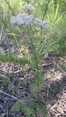 Achillea nobilis