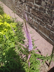 Veroniceae